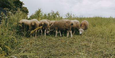 Sheep in field