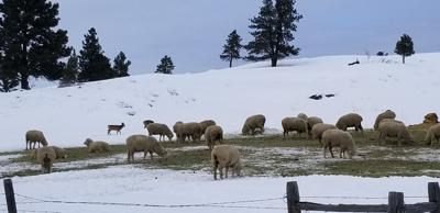 Blackman awaiting spring, hopeful for more moisture