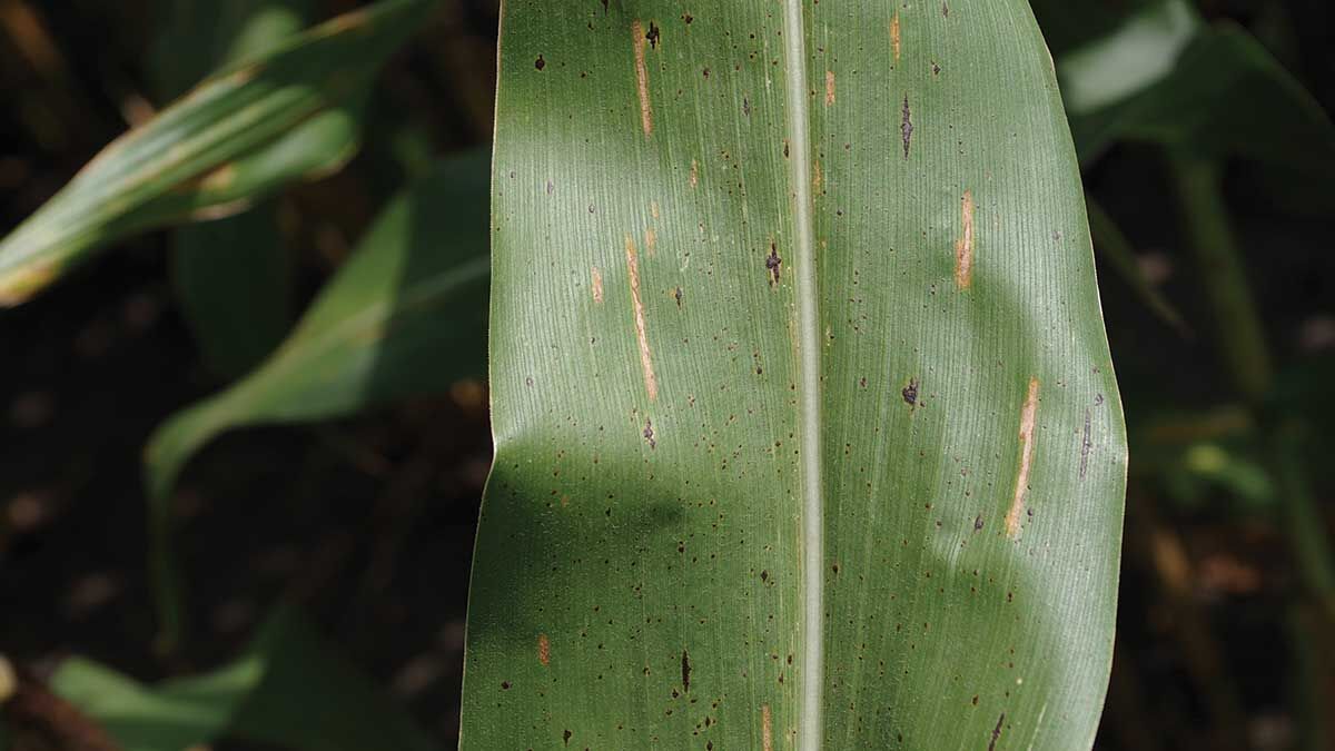 Corn tar spot
