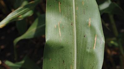Corn tar spot