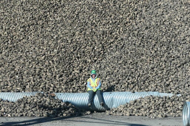 MN Sugar beets 1.jpg