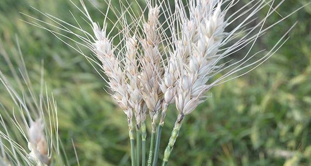 Fungal disease endangers wheat production