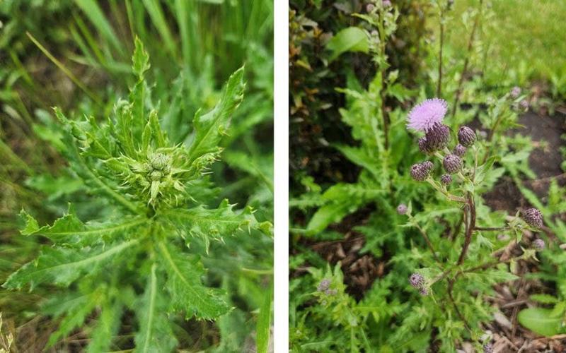 Thistle