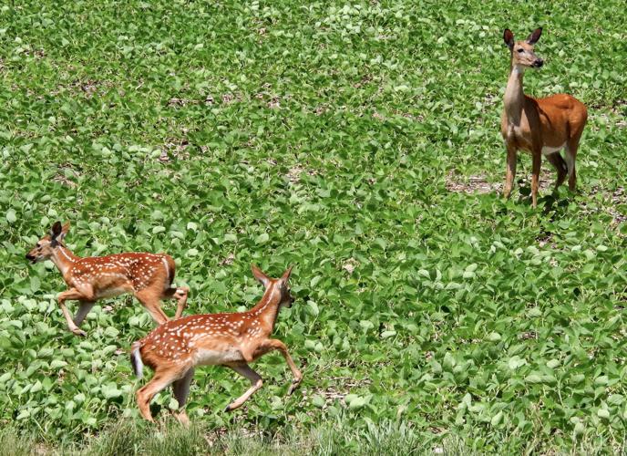Deer