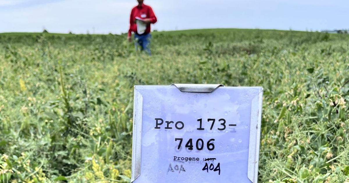 Will new cash crop tighten cinch of Corn Belt?