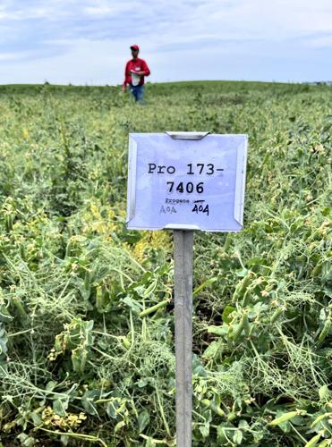 Field pea 4.JPG