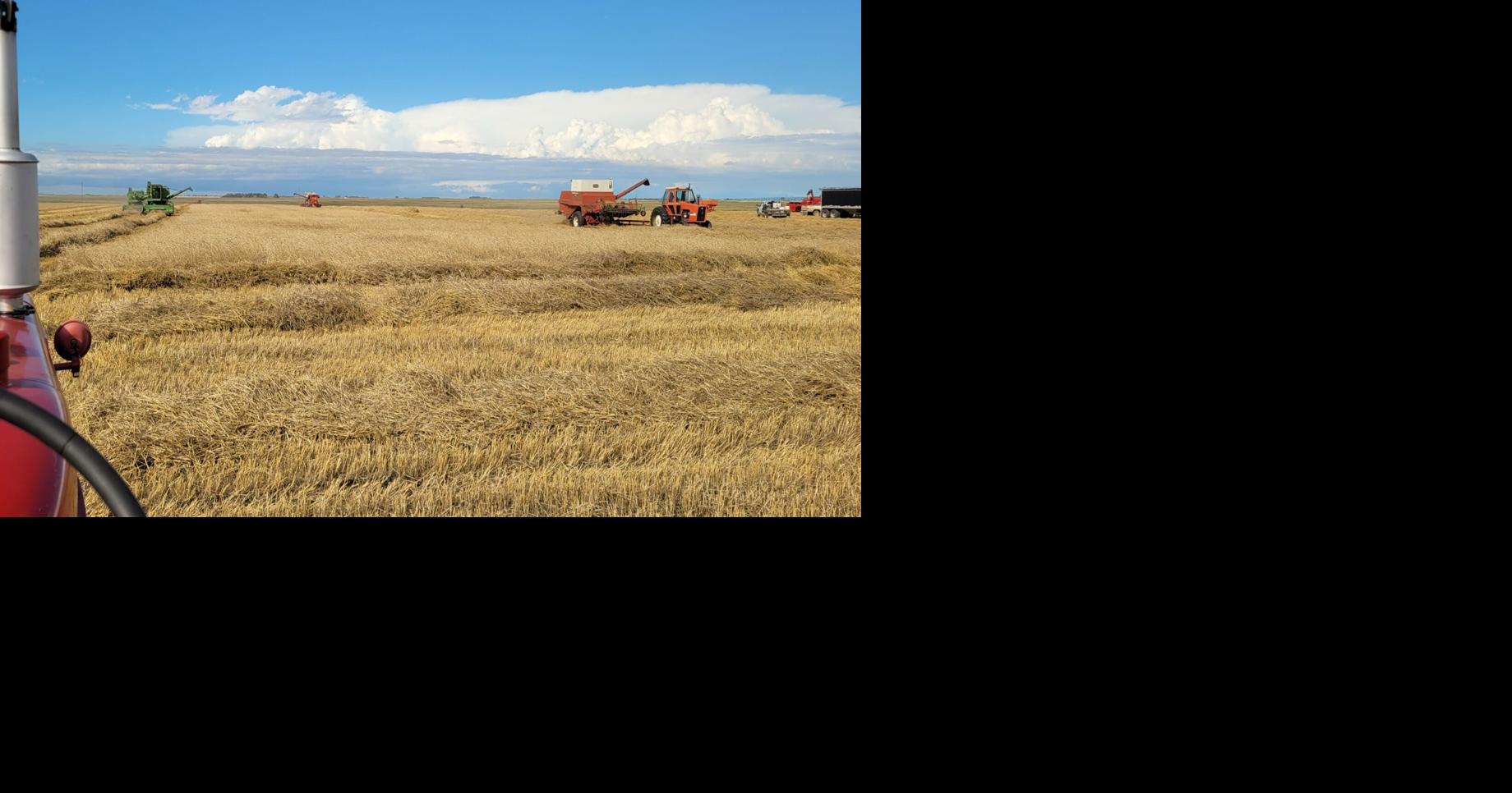 Site at old time harvest day