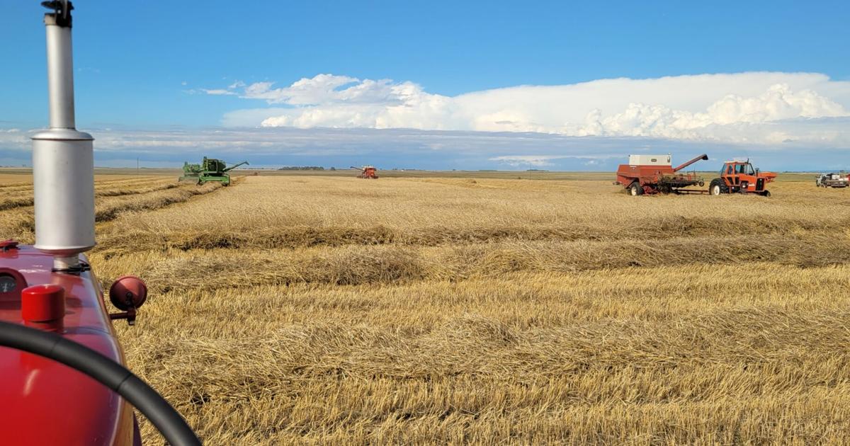 Site at old time harvest day