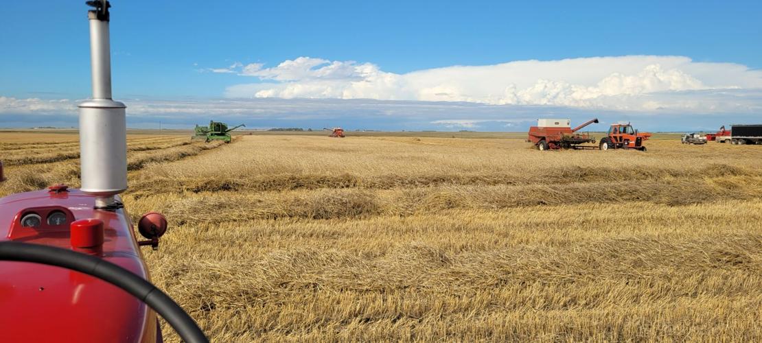 Site at old time harvest day