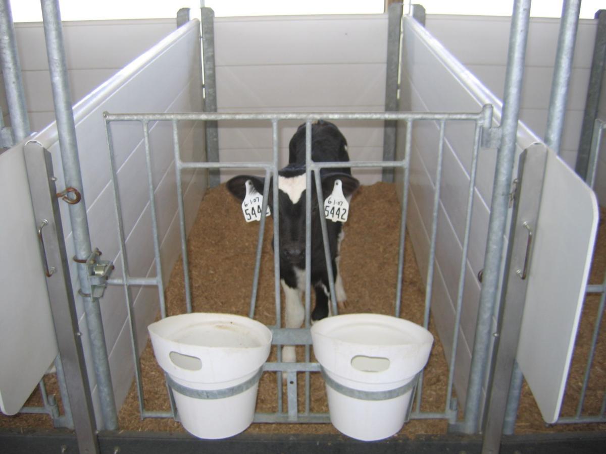 Automation Edging Out Traditional Feeding Agupdate Com