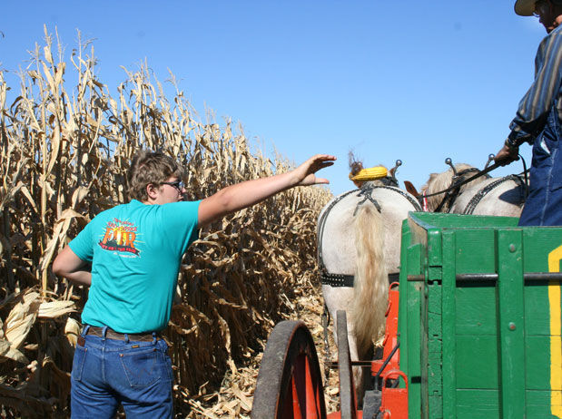 Corn picking by hand