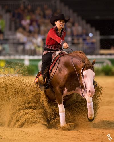 Horse Breeds American paint 6.jpg