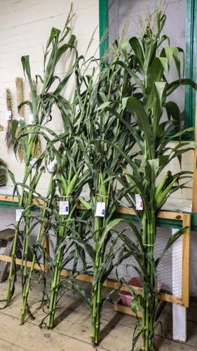 Cornstalks