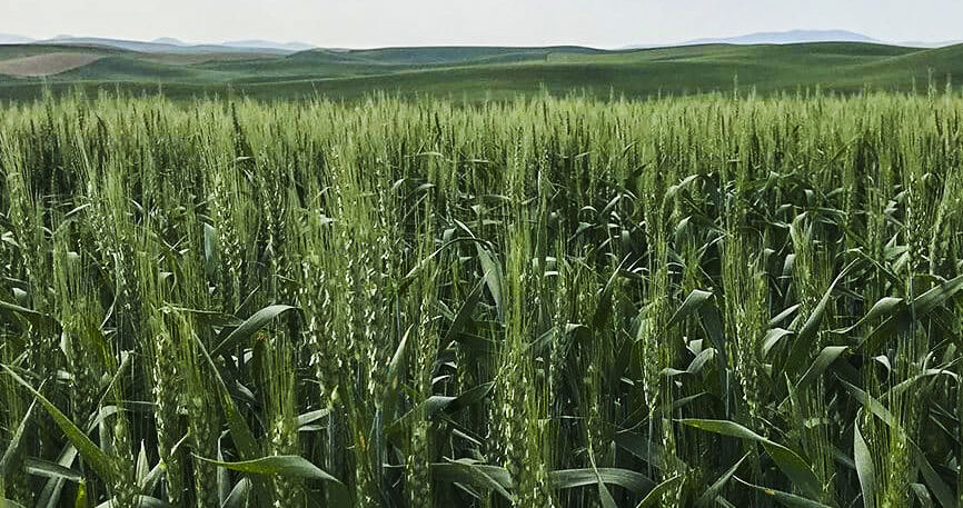 Cover crops