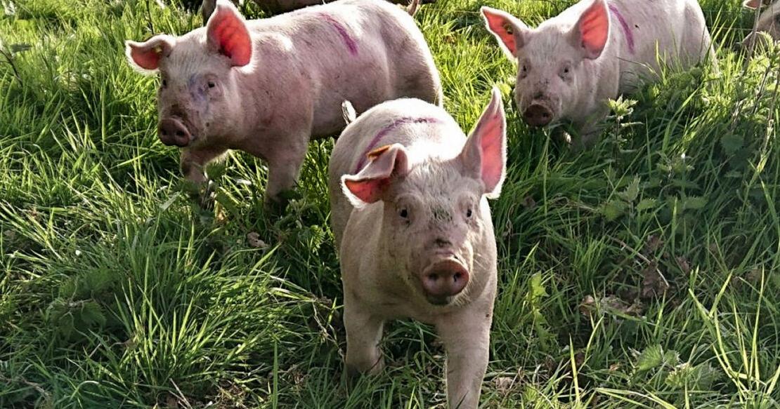 Pigs thrive living outside