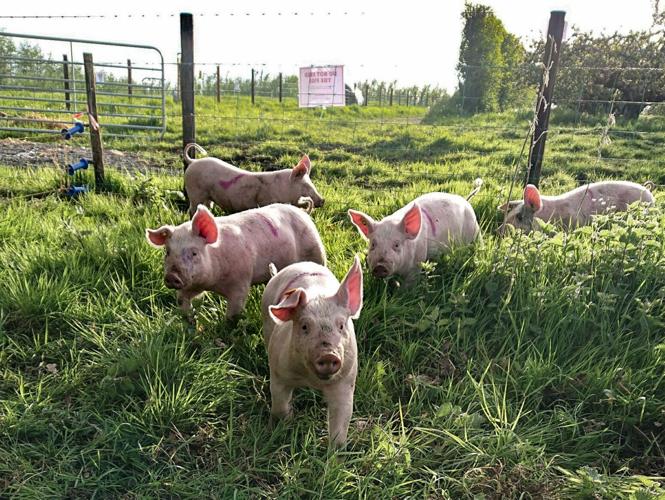 Pigs in field