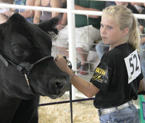 Lacey Petersen is the model of intensity in the show ring.	 Mark Jackson/Burt County Plaindealer