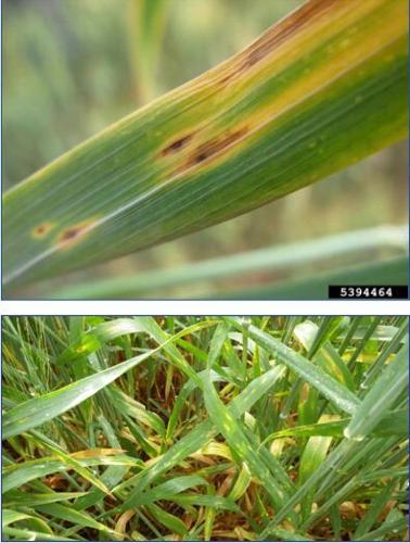2023 plant disease outlook calls for vigilance