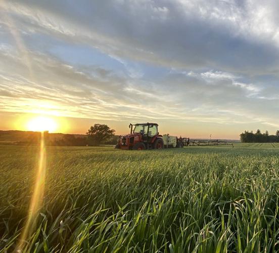 Oat field