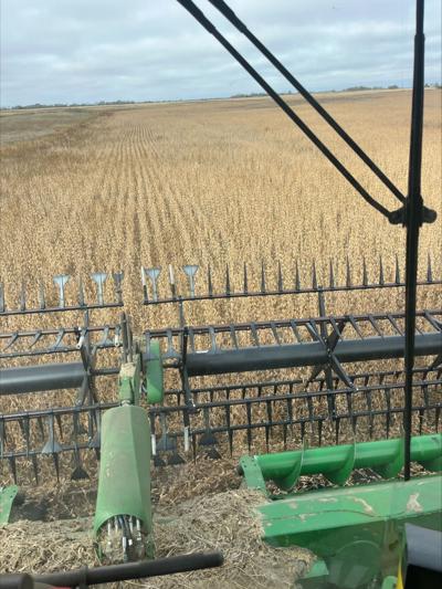 Soybean harvest