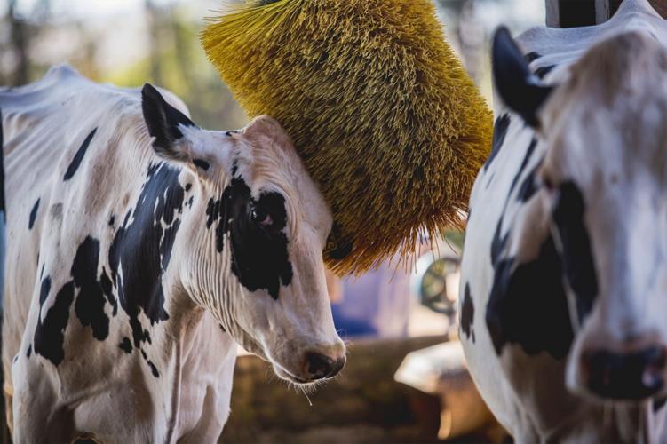 Dairy cows