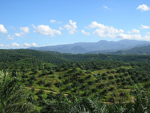Palm oil plantation Indonesia