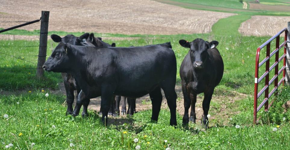 Replacement heifers