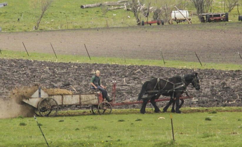 Amish wagon in field
