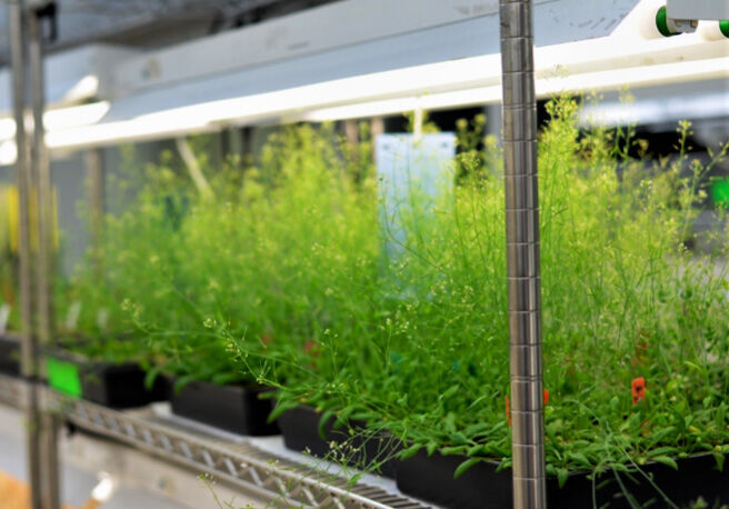 Arabidopsis plants