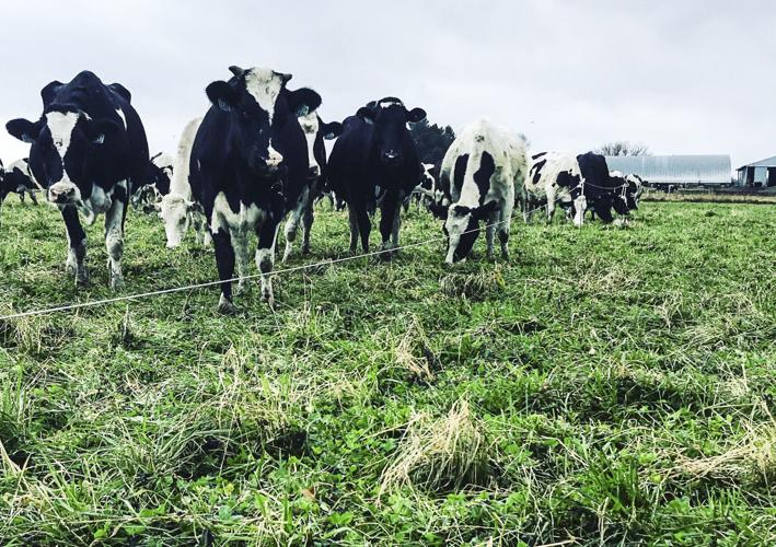 Cows graze at Klussendorf farm