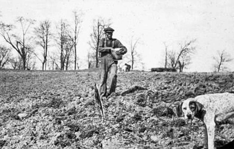 Sowing oats