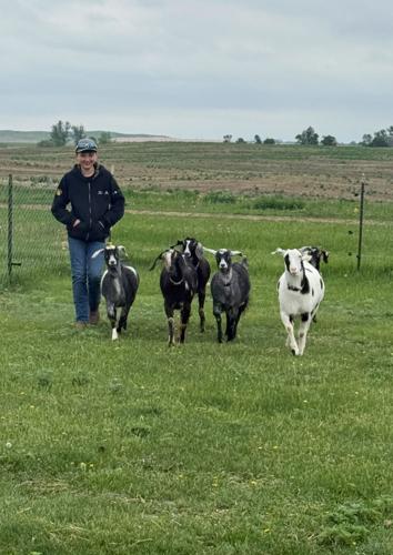 Everett and goat herd