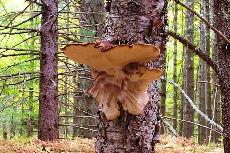 Large fungus on tree