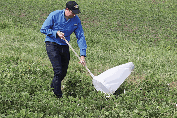 University of Missouri Extension Crops Entomologist Ivair Valmorbida