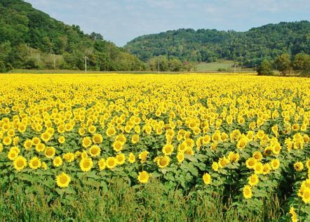 Sunflowers in field
