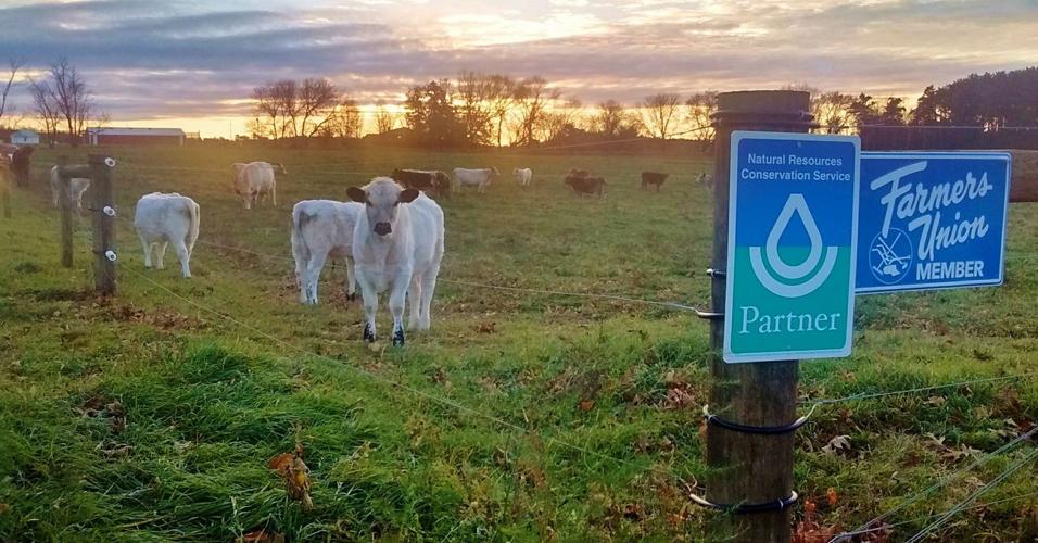 British Park cattle