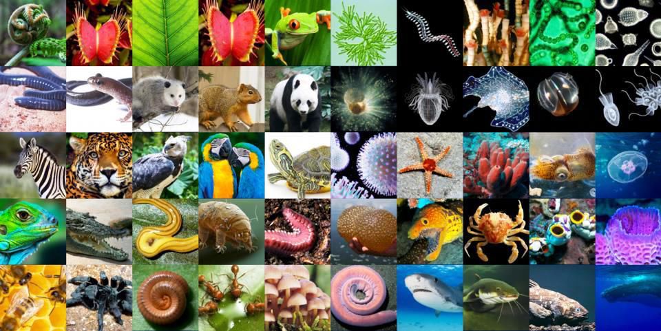 Species montage