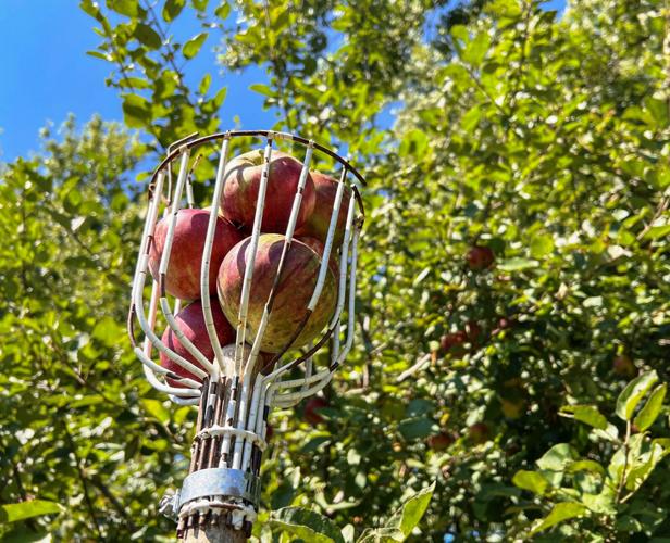 Apples