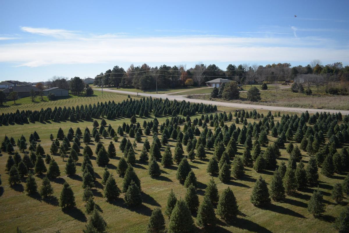 Christmas Tree Farm-Drought PIC 1222ah