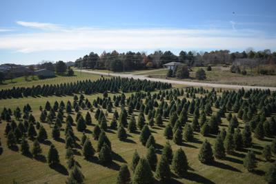 Christmas Tree Farm-Drought PIC 1222ah