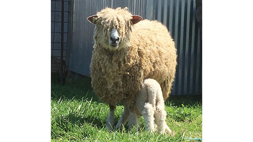 Rare Sheep Breed Produces Fleece Ideal For Beards