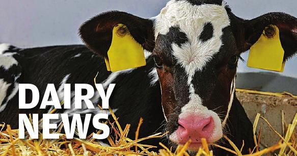 Dairy News logo graphic 1