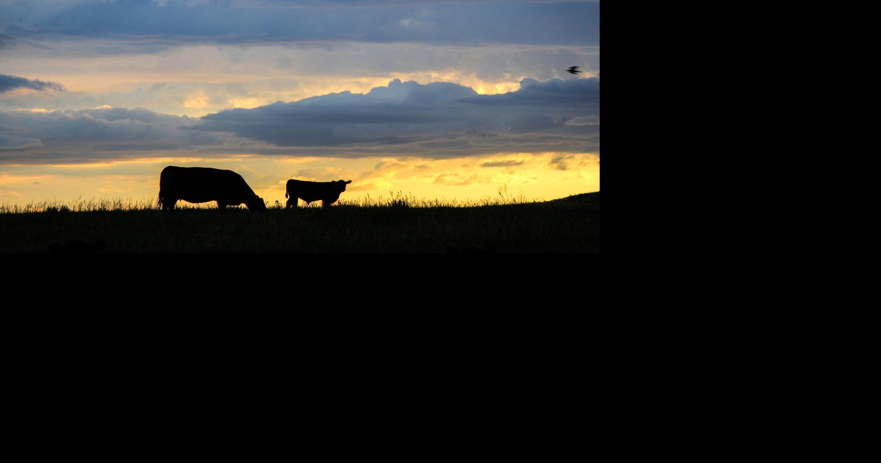 Better times ahead for livestock producers