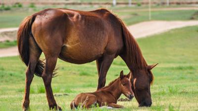 Breeding management of mares in northern climates