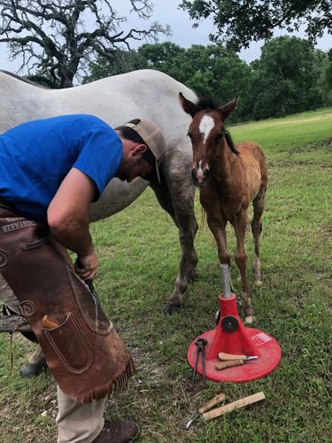 Veterinarian drawn back to farrier work