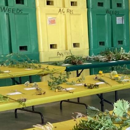 Minot weed display