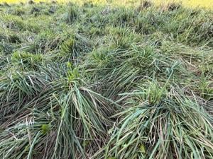 Orchardgrass