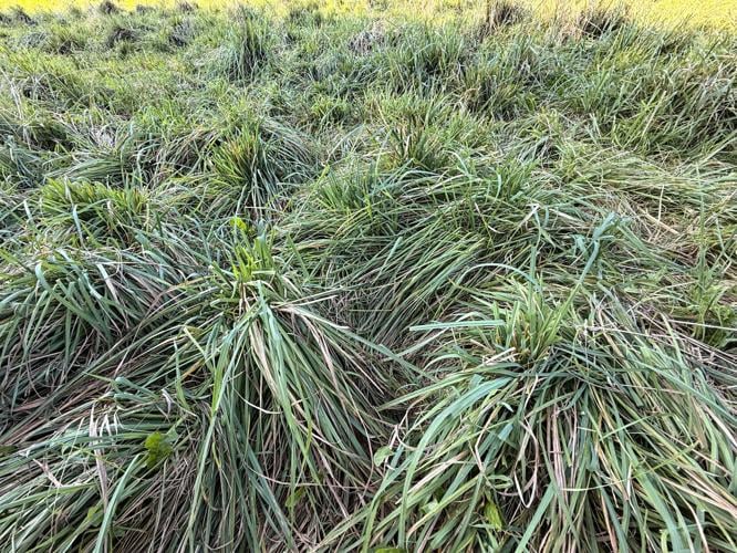 Orchardgrass