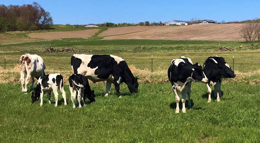 Holsteins grazing