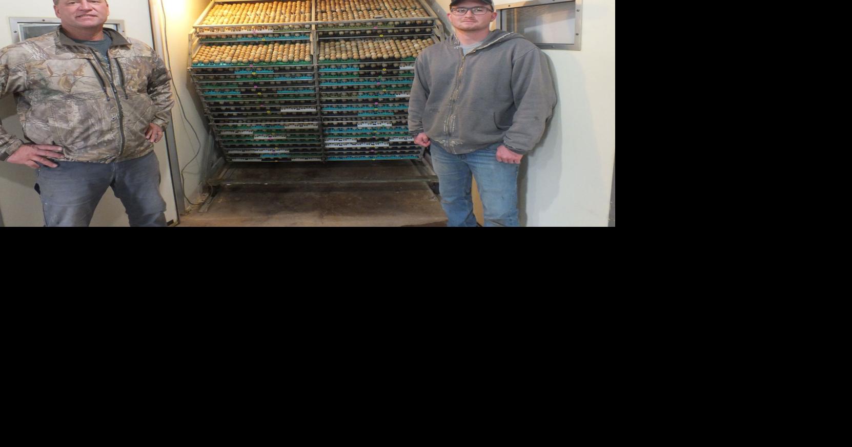 The art of raising pheasants